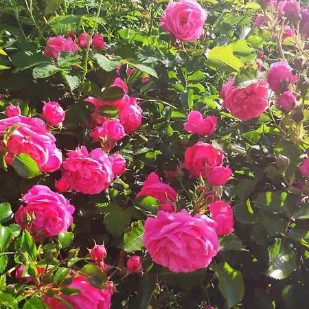 Domaine Les Causeries לינה וארוחת בוקר 4*